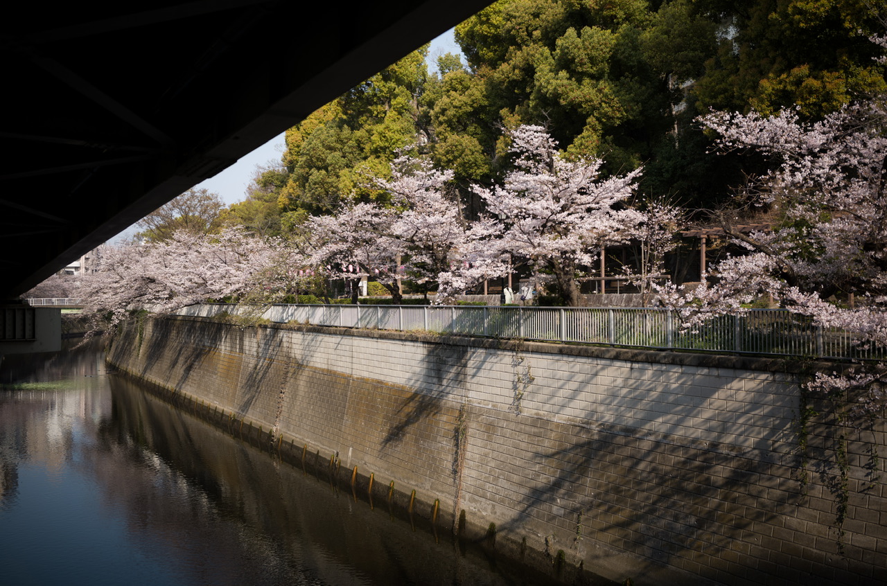 神田川 桜 2026.3.29