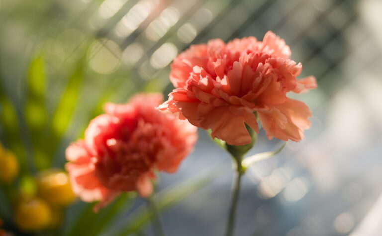 花育